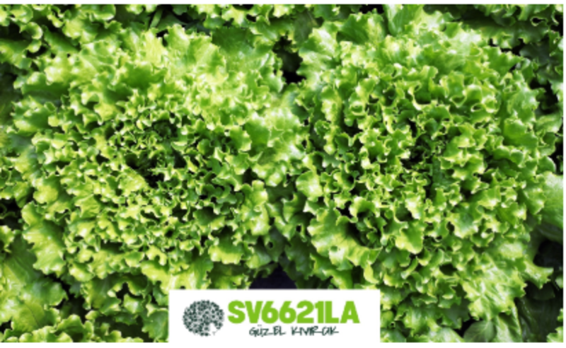 SV6621LA KIVIRCIK MARUL